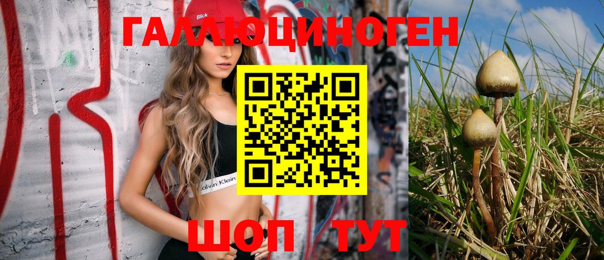 Псилоцибиновые грибы Psilocybe Каменск-Уральский